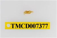 藏品(雙色澤蟹)的圖片